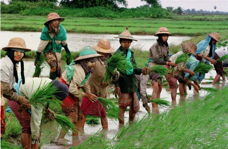 rice-field-myanmar